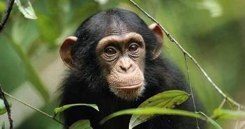 Сексуальное поведение обезьян старого света и высших приматов (apes) Шимпанзе спаривается с человеком